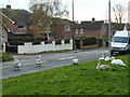 Roadside swans