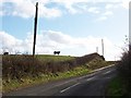 Cows on the skyline above Commons Road