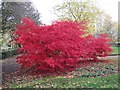 Maple/Acer Trees in Carr Ellison Park, Hebburn