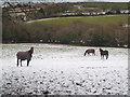 SW7846 : Horses in a snow covered field at Tregavethan by Rod Allday
