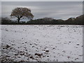 SW7846 : A snow covered field at Bosvisack by Rod Allday