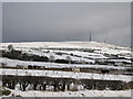 J2979 : Cattle in Snow by Sue Adair