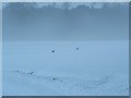 SO4374 : Pheasants in the mist. by Peter Evans