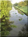 Cut  vegetation  floating  in  the  Canal