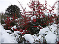 Pyracantha in the snow