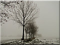 TM2687 : Ash trees disappearing into the mist at Alburgh by Adrian S Pye