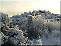 Frosty hedgerow, Cadboll