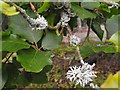 Broneirion - lichen on beech