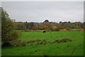 A cow grazing, George Meadow