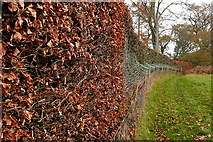 SU5668 : Hedge at Midgham Green by Graham Horn