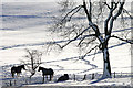 Horses in a winter landscape