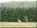 Highlander and forestry near Dunning