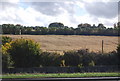 A field of maize