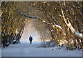 Winter view along the Stockley trail