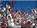 Snowy Hawthorn Tree