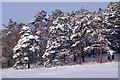 Pines on Reigate Heath