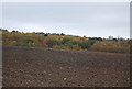 Autumn woods beyond a ploughed field