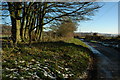 Trees beside a road at Whittington