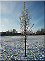 A sapling in the snow