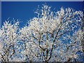 Detail of frost-covered trees, Cherry Orchard