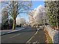 Frost on trees and hedge in Lower Lickhill Road