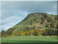 Yellow Broom on the slopes of Benarty Hill