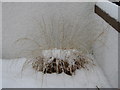 Ornamental grass in snow