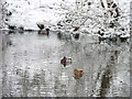 Ducks on part-frozen Nea Lake