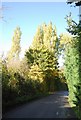 High hedges, Lower Hartlip Rd