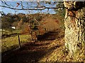 Two Moors Way at Coombe