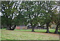 Barns through the trees, Peens Farm