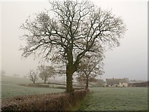 ST0009 : Trees along the hedge by Derek Harper