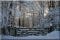 A gateway to a winter woodland