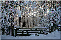 NT5034 : A gateway to a winter woodland by Walter Baxter