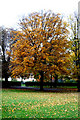 Late Autumn in Wandle Park