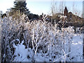 Frosty Willowherb