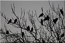 NT4936 : Jackdaws in Silhouette by Walter Baxter