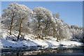 Frosted trees by the River Tweed