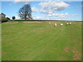 Westhope Common