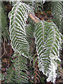 Last of the bracken