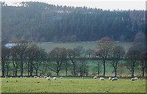 NT2538 : Sheep grazing near Bonnington by Jim Barton