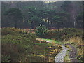 Barrow Hill Magical Xmas Tree (2009)