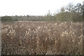 Land northwest of a boardwalk