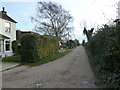 Hedge in Cemetery Lane