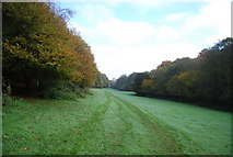TQ5235 : Sussex Border Path between Long Shaw and Hodge's Wood by N Chadwick