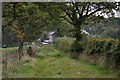 Oak trees on Meshaw Moor