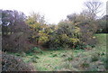 Dried up pond by the 1066 Country Walk