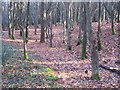 Beech trees in Oak Wood