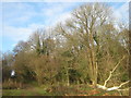 Footpath in Cannon Wood