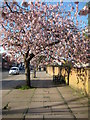 Blossom at Sidbury